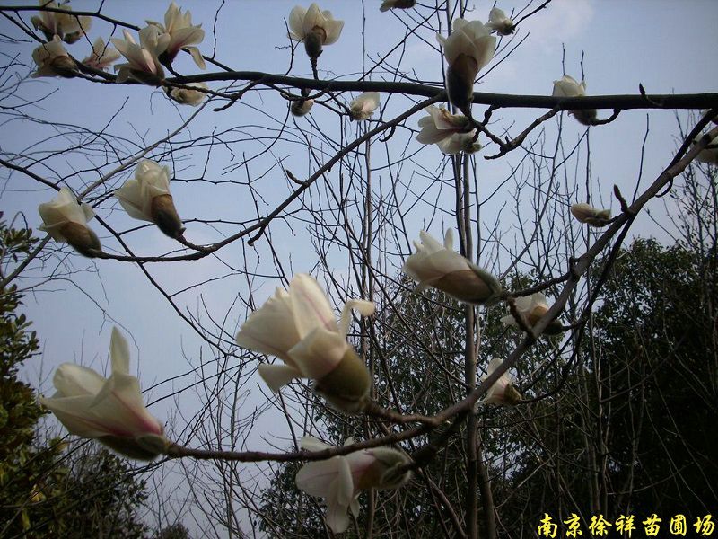 白(bái)玉蘭花開(kāi)