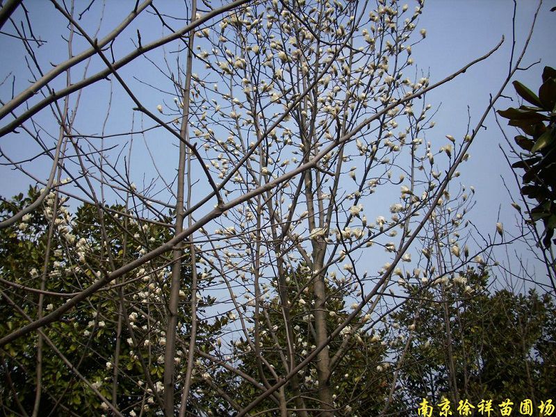 開(kāi)滿花的白(bái)玉蘭樹(shù)