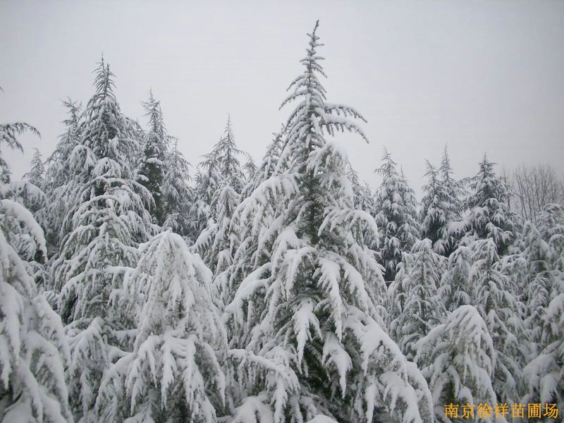 雪天雪松